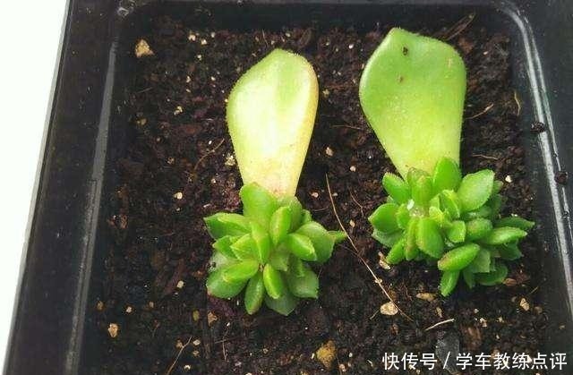 扦插|多肉植物叶片扦插不生根教你1招,生根快,小苗“噌噌”变中苗!