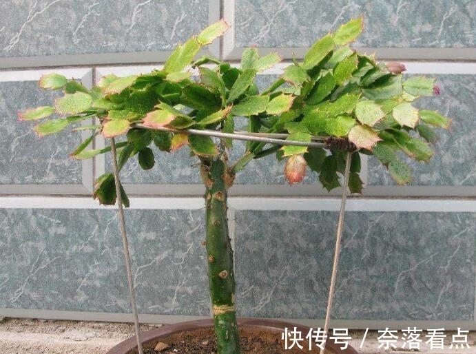 蟹爪兰嫁接，谨记“6字箴言”，嫁接失败，掌握“2法”，成功率高