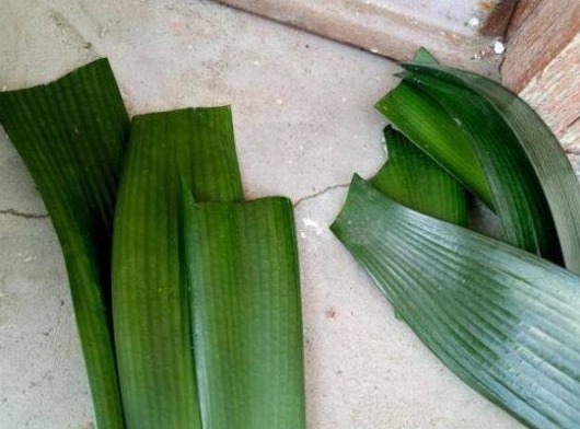 婆婆养了五年的君子兰，叶子被熊孩子剪光，没想到竟成了这样！