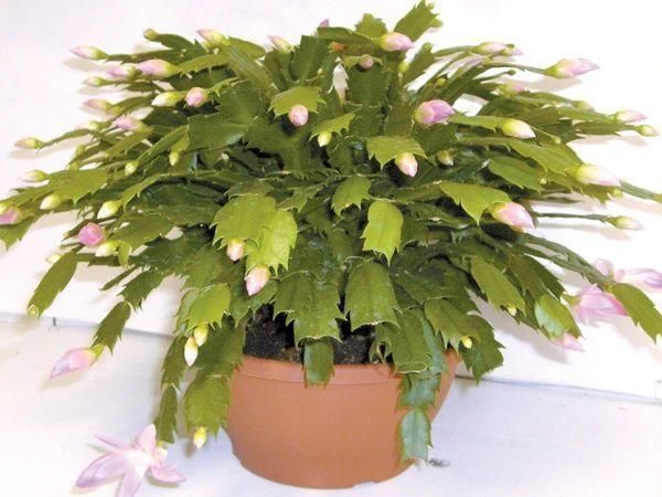 空气湿度|室内蟹爪兰四季养护操作,繁殖和促花技巧教给你,看你能学多少