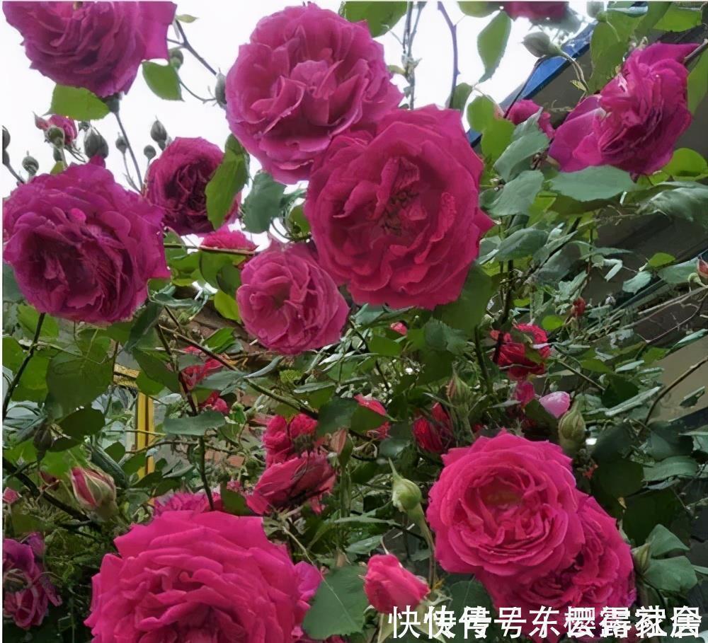 藤本月季|家里养了3种花,一盆接着一盆买,根本控制不住,是你吗?