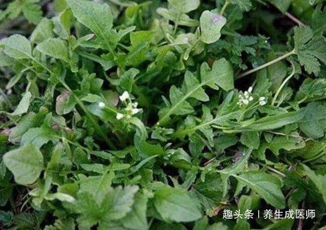 心腦血管|農村常見的4種春季野菜，營養豐富還能治病，有你吃過的嗎