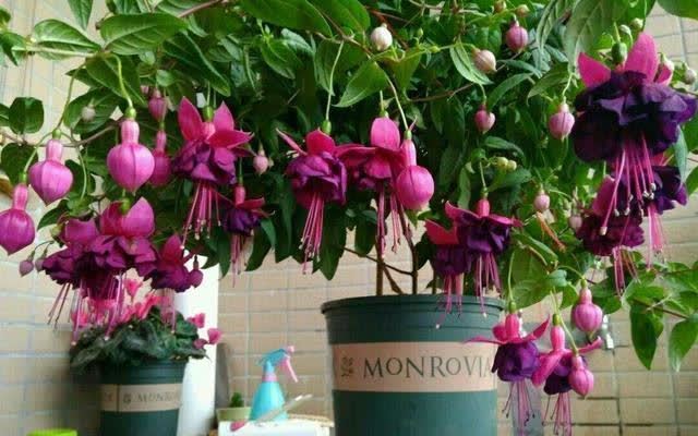 花草三不送,送了变“仇人”,这样看来,老祖宗的话,真的有道理