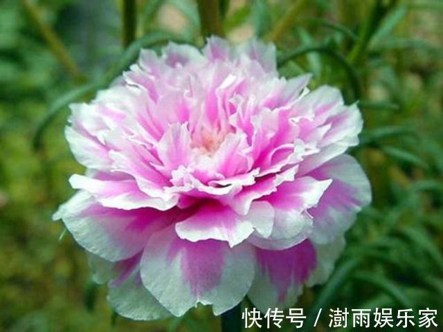 浇水|太阳花“牡丹”养一盆,浇水不用管,生息起伏,自生自灭