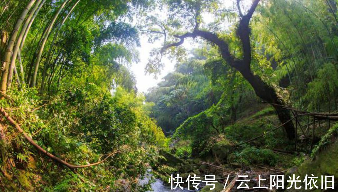 赠质上人@一首很有哲理的唐诗,每一句都是人生箴言,值得我们去细细品读!