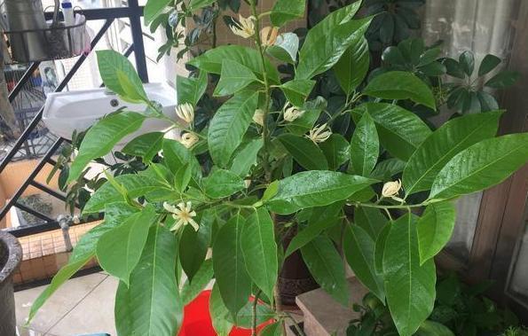 养桂花树记住这3点要求,盆栽就不黄叶,年年开花飘香