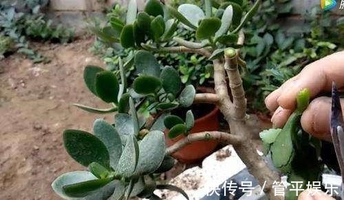 植株|四季都能开花，长寿花养成老桩，“修剪”要跟上！