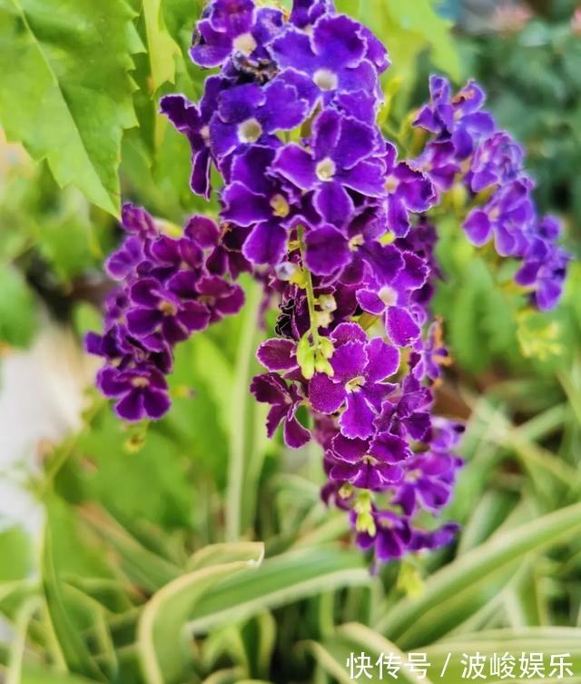 夏天|想要家里四季花开,这20种花,连续能开300天,完全不歇气