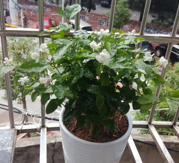 茉莉花学会控水，长得枝繁叶茂，开花一夏天！