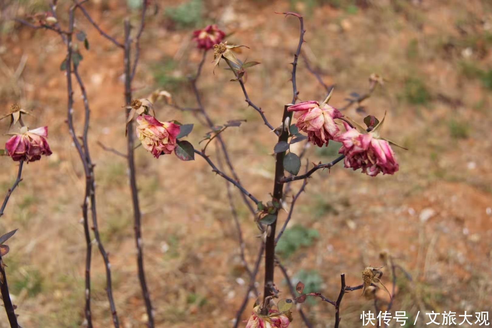 昆明冬日看花