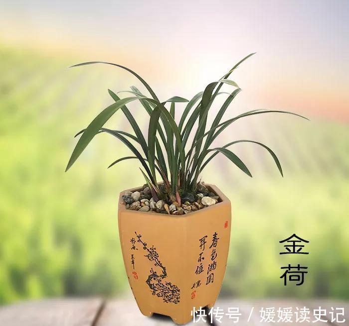 花卉|她养的兰花四季常开，艳丽又多姿，网友选对品种很重要