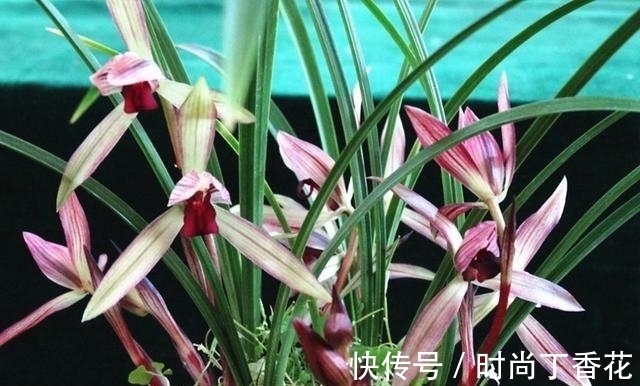 香味|为什么此兰香味这么浓?喜欢闻花香者一起来观赏一下