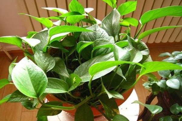 老一辈人常说,“一颗绿萝七个鬼”,家中为什么忌讳养绿萝