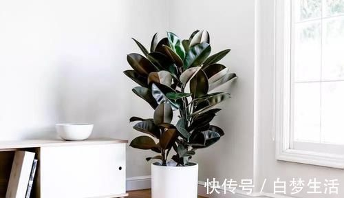 福禄桐|养在客厅里特别霸气的几种大型植物,有的还能养成盆景