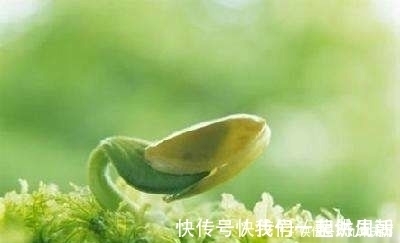 发霉|这4种常见食物发芽后也能放心吃,不仅没毒,营养价值还更高