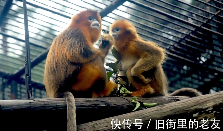 【神奇动物在中国第二季·第2讲】颜值最高的猴子
