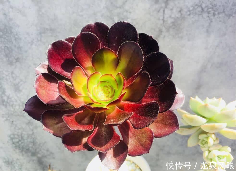 多肉黑法师,养护有“四技巧”,分枝多颜色美更漂亮