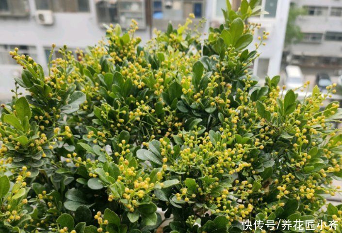 枝条|都说米兰花室内难养，其实买到多做一步，就能四季开花不黄叶