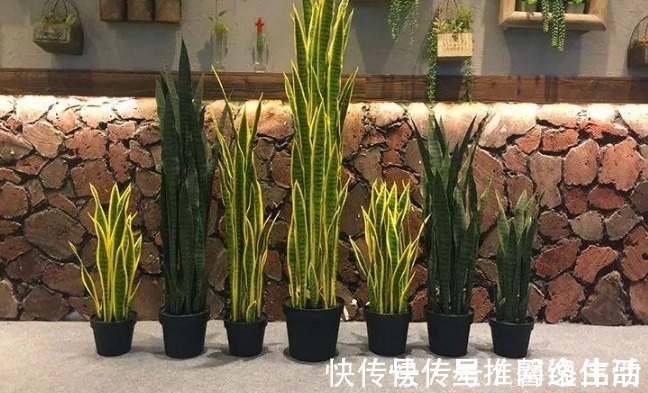 脾气|虎皮兰闹脾气不出新芽怎么办？学会这两招，不出也得出