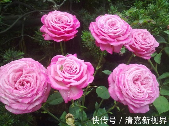 喜欢菊花，不如养盆“月季珍品”伊芙红宝石，闪耀明亮，香味浓郁