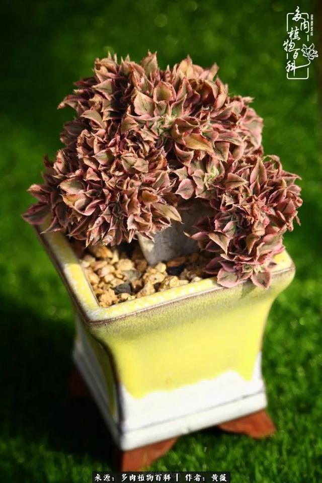 养了三年多肉，终于明白佛系养肉才是王道！