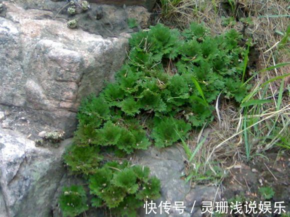 肾结石|一张排石特效方，只有简单4味药，把身体里各种各样的瘀滞都化掉