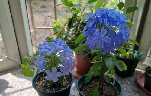 家里一定要养盆它，开完一茬接一茬，养100盆都不嫌多