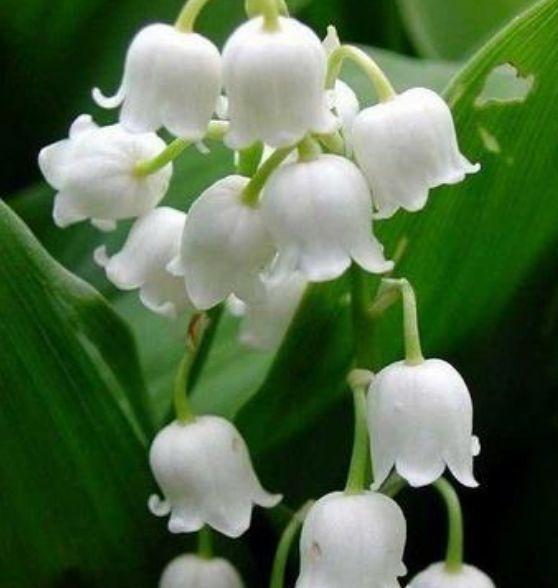 庭院种植此款植物,花色艳丽丰富,满屋花香四溢,美