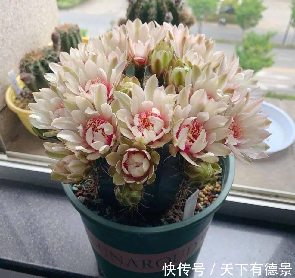 适合懒人养的“6种花”,不只是好养,还寓意好,利于健康