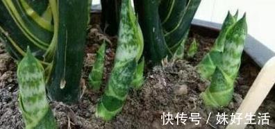 小芽|虎皮兰长得慢,秋后用它养,粗根变小芽,顶破盆,太给力了