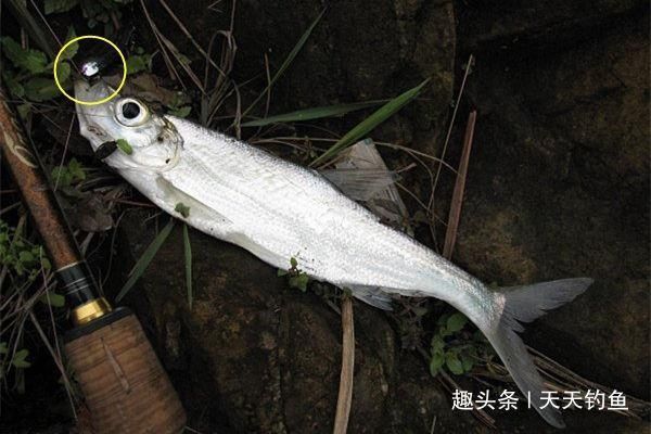 泥鳅钩钓翘嘴方法,民间钓大翘嘴第一杀招,米级翘嘴不难钓