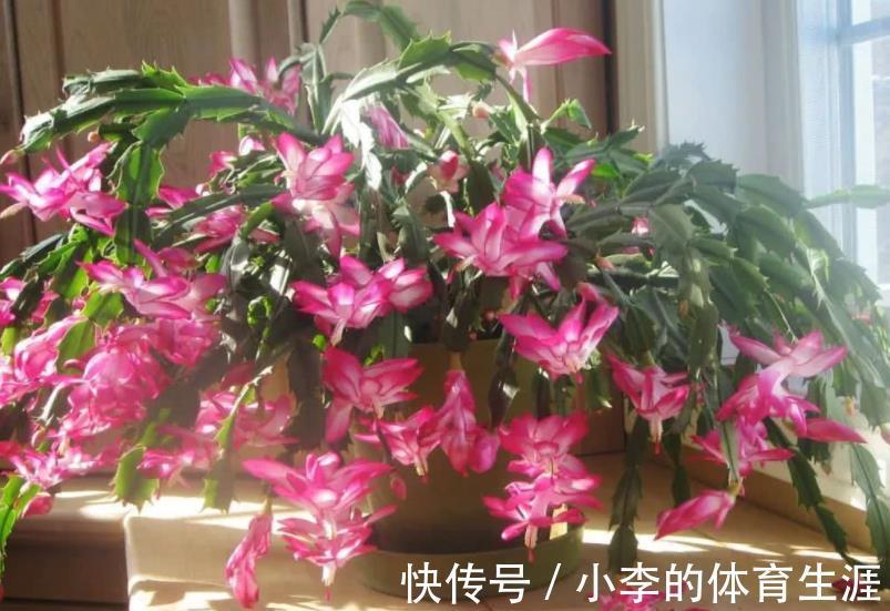 12月养蟹爪兰,做好“2少2多”,花量大开花艳,轻松爆盆