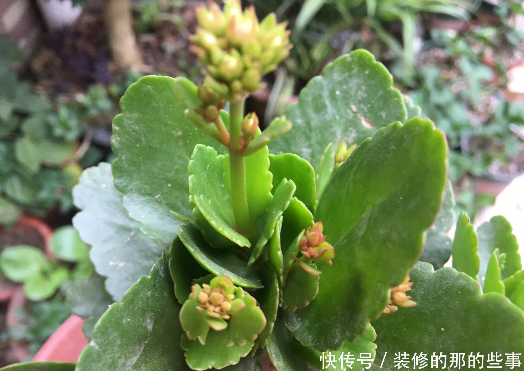 长寿花|让长寿花开花,做好“两点”,叶子又绿又壮,花苞多开花快