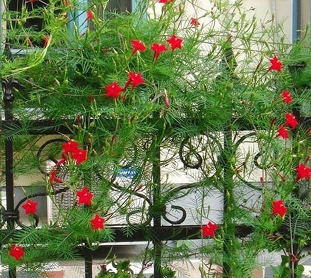 风信子|这18种超级好养的植物，养花新手也能养的很好!