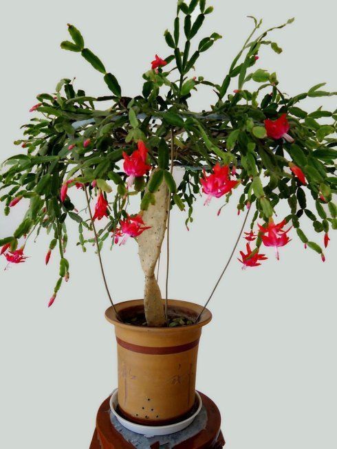 惊人|淘米水发酵加点料,不但发酵速度快,肥效惊人