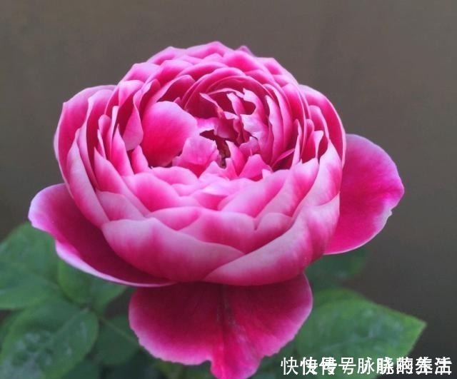 花瓣|这花开得太漂亮了,简直就是神仙颜值,难怪大家称它为“妖花”!
