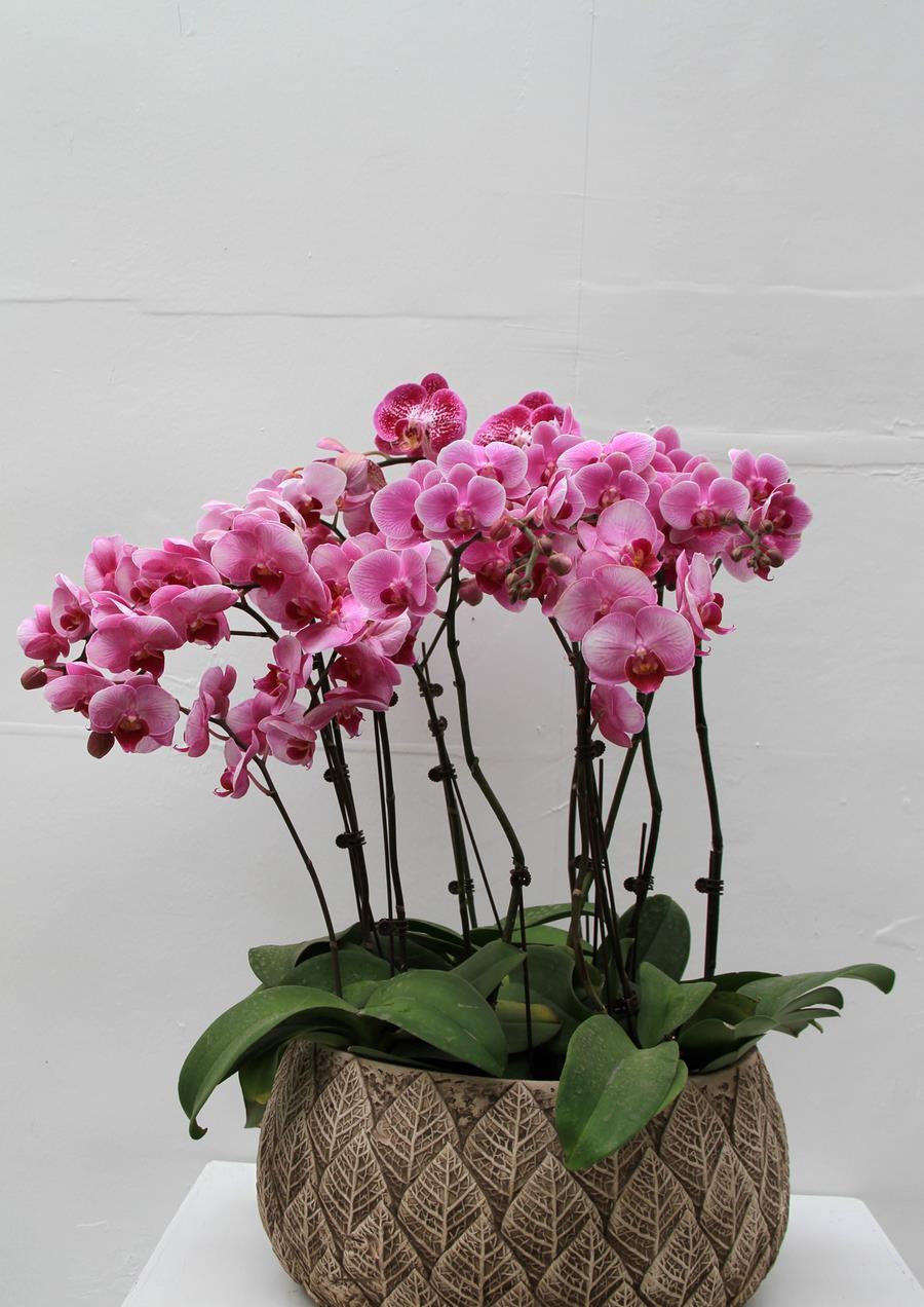 冬天花开之后从哪修剪,才能多开花?修剪后管理小技巧