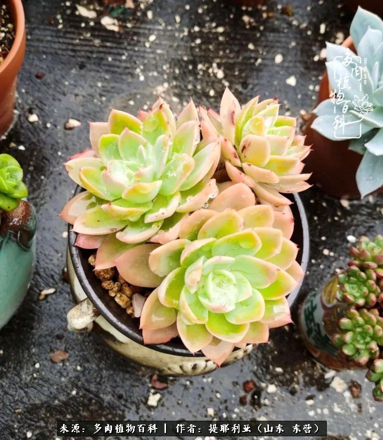 多肉植物|人如多肉,经阳光雨露历练后,亦会越挫越勇!