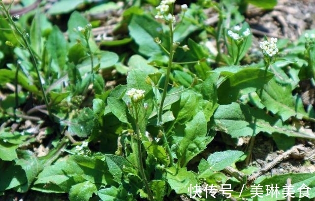 香气|乡村地边常见野菜，味道鲜美还有良好的药用价值。做盘菜不够吃