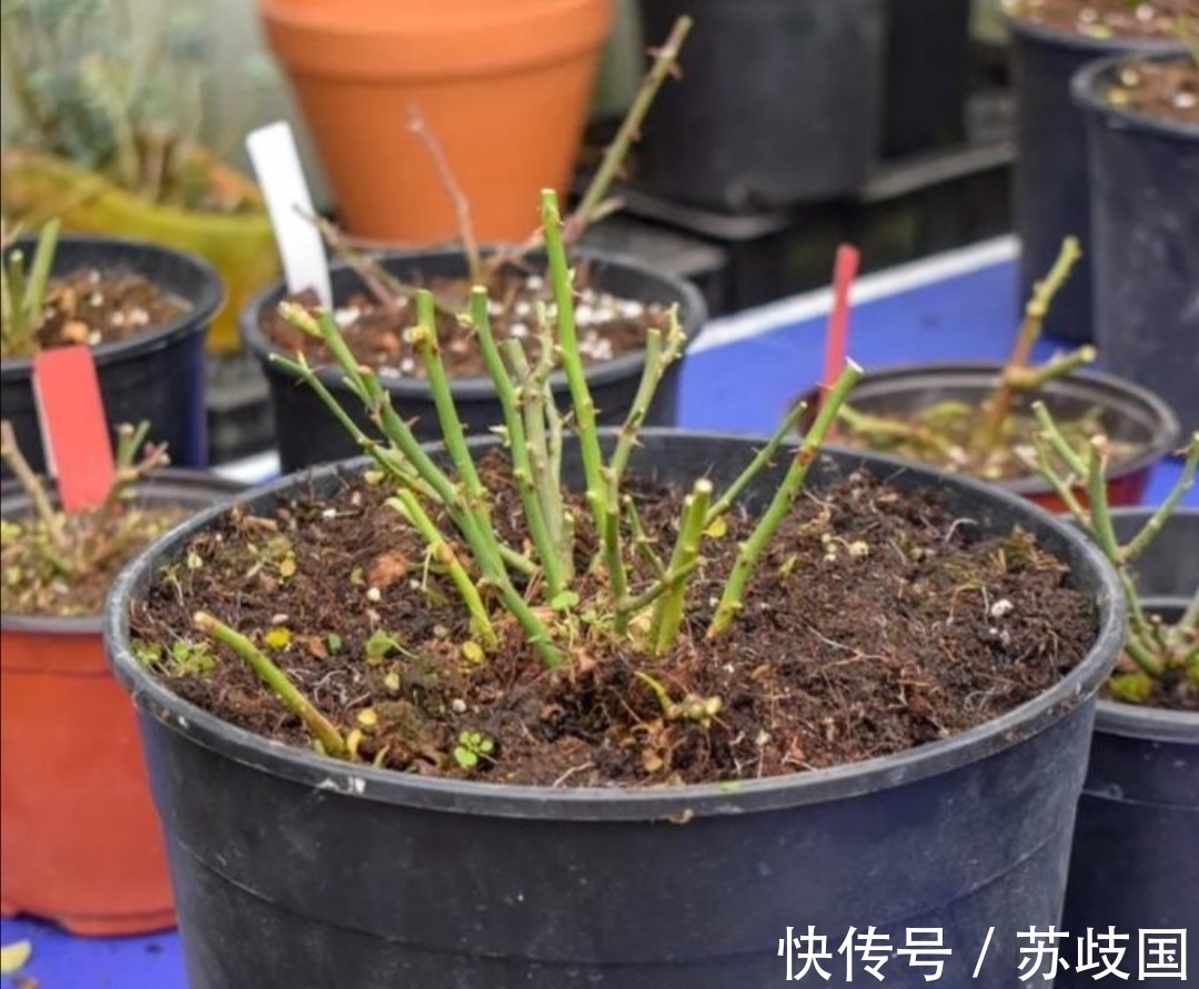 开春给月季做4件事,新芽长得粗壮,还能多开花