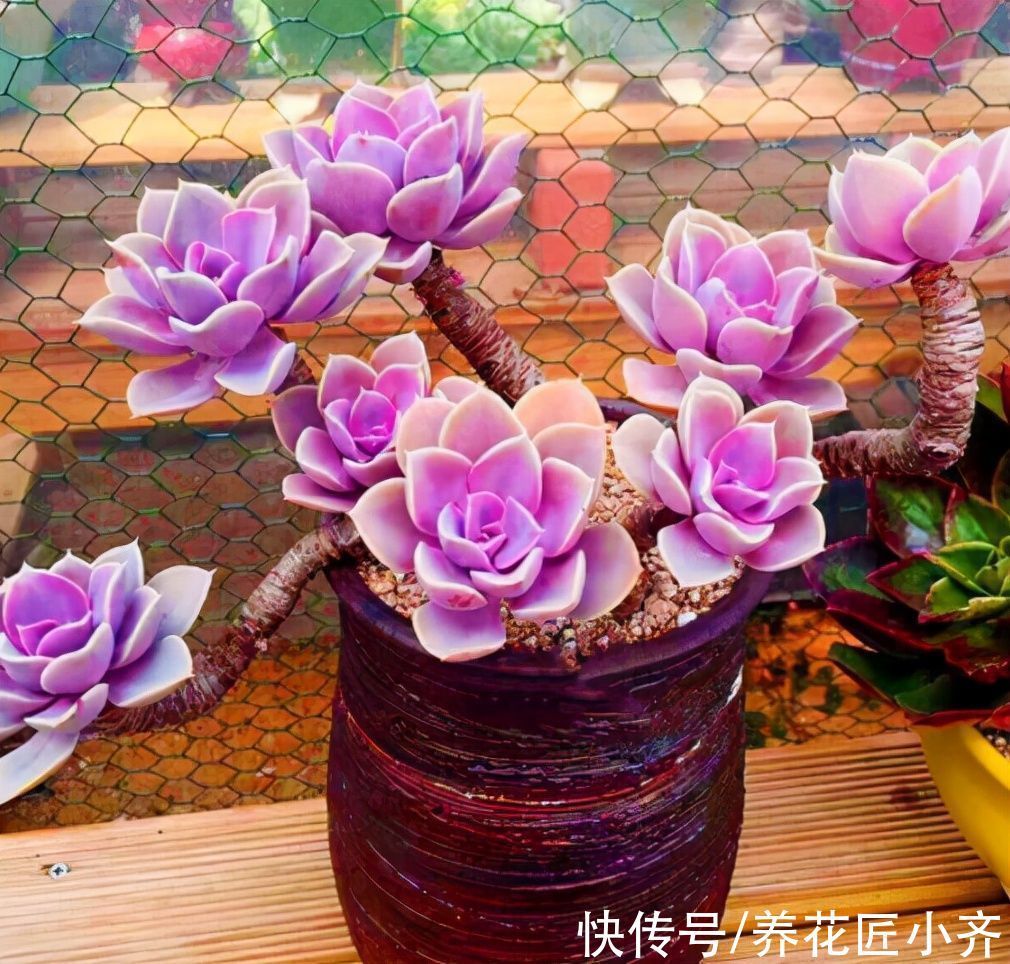 秋天的多肉想要恢复快,先“清理”,再给水,后施肥