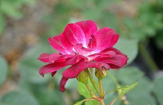 新手养花，不如养盆花中精品“葡萄冰山”，花大色艳，株型饱满