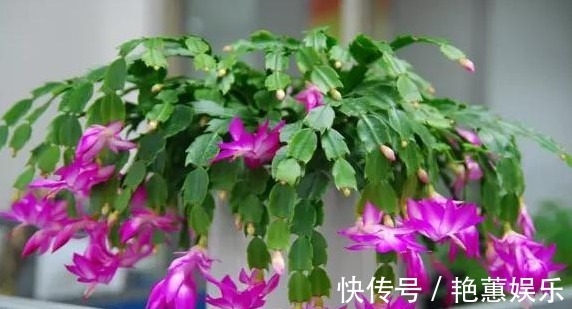 蟹爪兰“蔫吧”没精神,学会3个方法,叶片油绿、开花多,长爆盆