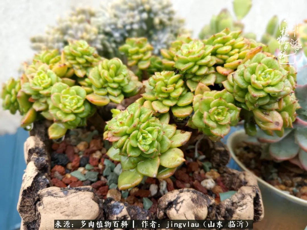 花月|多肉露养度夏,没遮阳没遮雨,有惊无险!