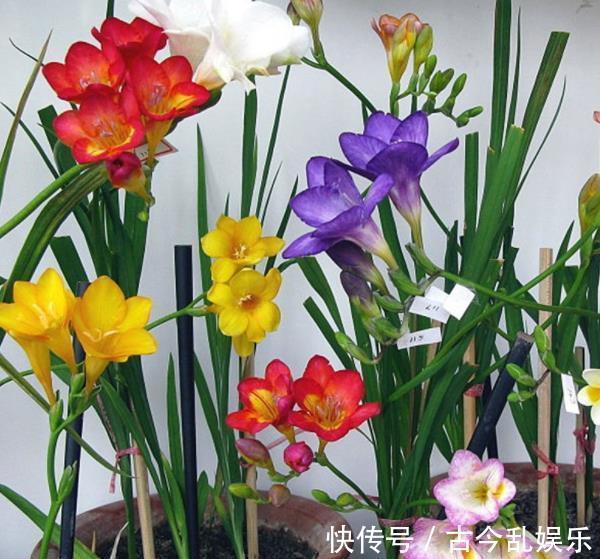 国庆之前,5种花养一盆正当时,枝繁叶茂,冬春早开花