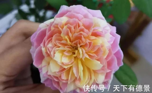 阳台上|养月季多年,筛选出8种灌木月季,适合阳台栽培,开花能力好