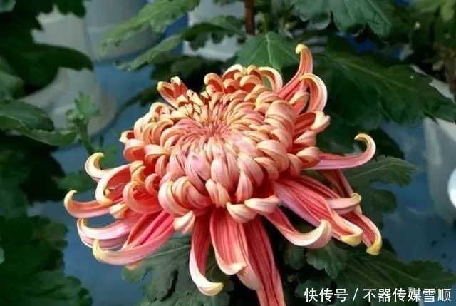 中国的十大名花，你知道几个？