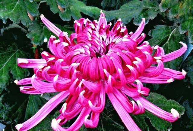 喜欢菊花，不如养盆“珍稀名菊”紫琅新秀，开花爆成花海，美极了