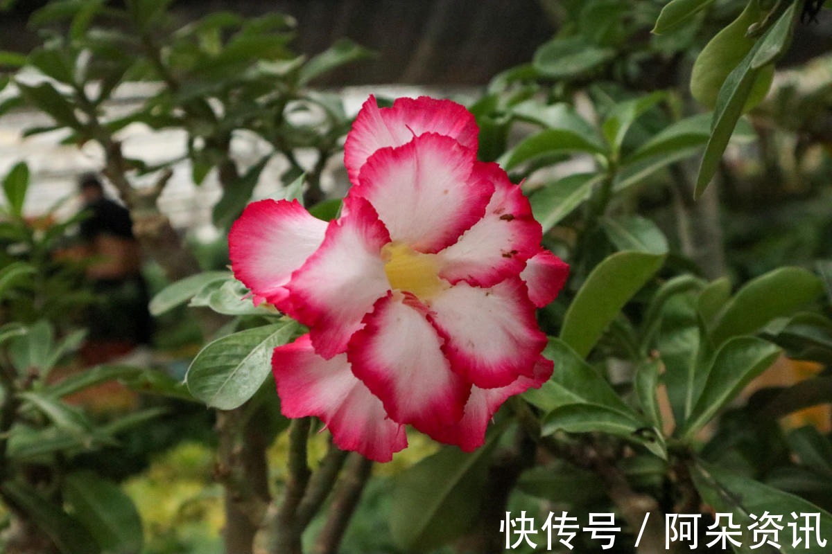 花花|小花盆才能养好的花，种在大盆里太危险，一不小心就烂根
