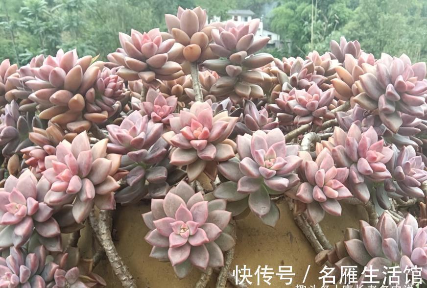 小白|刚开始养多肉的“小白”,试试此6个品种,养过的肉友都说忒好养